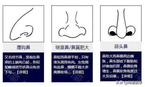 鼻子面相学|相鼻识人术（下集）